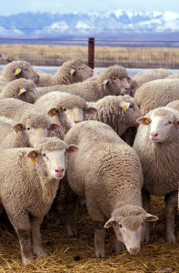 640px-Flock_of_sheep