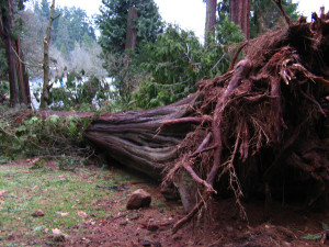 Downed tree
