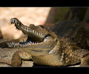 croc image