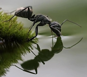 ant-puddle