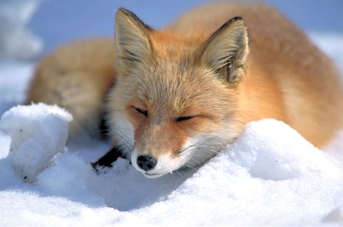 Featured Question and Weekly Words: The Cunning Fox