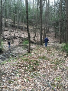 looking for Morels