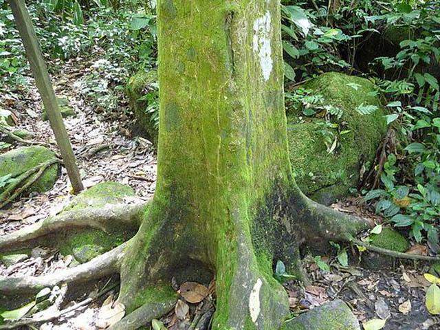 The Mysterious Square Trees of El Valle de Anton, Panama