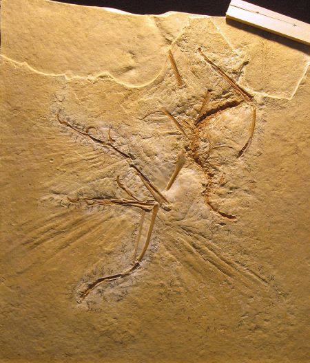 Lost Treasure: The Maxberg Archaeopteryx Specimen