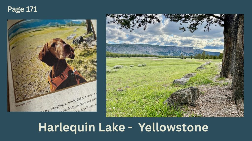 42 harlequin lake