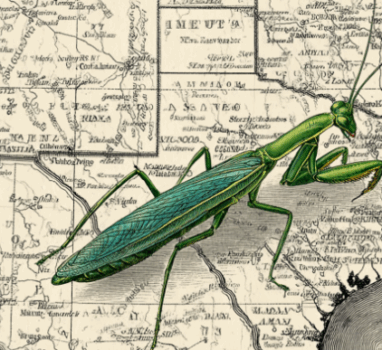 Golden Mantis Treasure Hunt: Six Questions with Dr. Usual